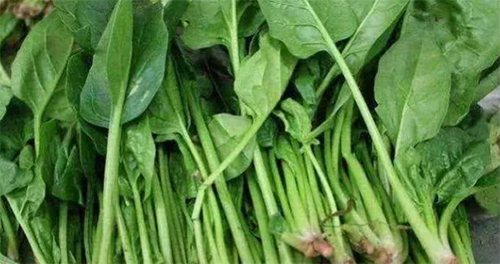 菜管家告诉你;厨房基本食材的采购原则 菜管家告诉你;厨房基本食材的采购原则